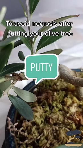🌳 Summer is the best time to work your olive tree🌲 #bonsai #plantsoftiktok #foryoupage #pourtoi #fypシ #diy