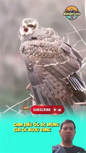 Chim diều ốc. Ác mộng của ốc bươu vàng #wanderlens #ongkinhlangthang #thegioidongvat #animals #bird