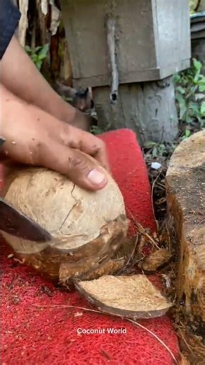 Perfect Coconut Removal – So Satisfying! 🥥#satisfying #coconut #skills