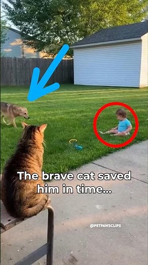 Hero Animals That Saved Human Lives| Best Moments (Pets Edition) 🐱🐶