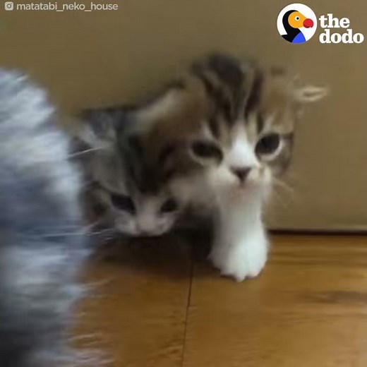 Kittens Just Keep Climbing Out Of This Box