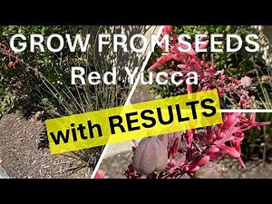 How to Grow Red Yucca from Seeds with RESULTS! (Hesperaloe parviflora) Hummingbird Yucca