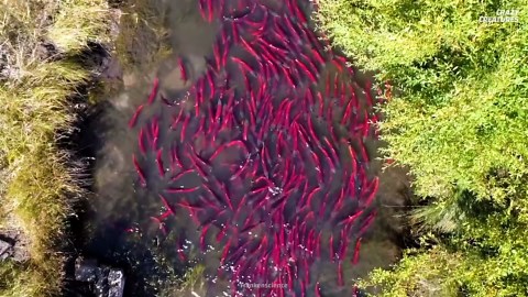 Watch what happens when cannibalism follows reproduction