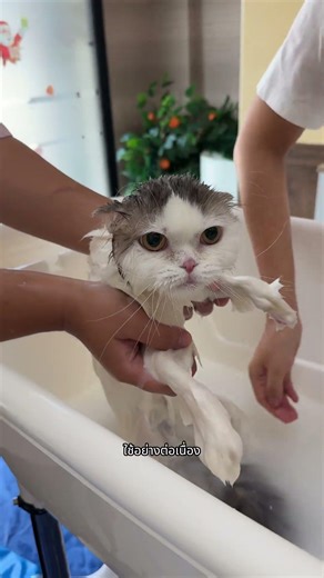 รู้หรือไม่? สินค้าฮาวน์โดะ ทำมาจากอะไร