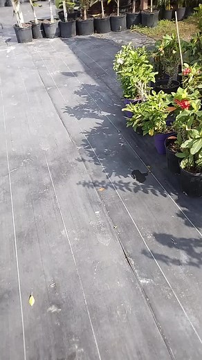 Joe Gonzalez (@joegonzalez829)’s videos with original sound - Joe Gonzalez