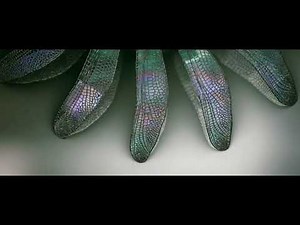 THX - Amazing Life (40th Anniversary Variant)