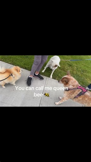 The competition is growing…Lola is NOT amused 😂🐾 #shorts #dog #pomeranian