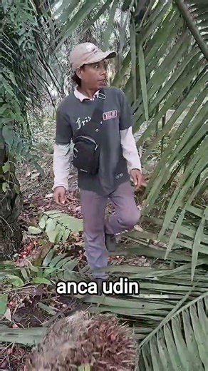 panin sawit di anca udin sedunia🤣 #fypyoutube #sawitan