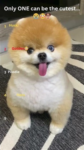 Who’s the Cutest Puppy? 🐶💛