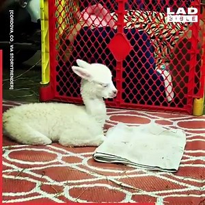 1.6M views · 22K reactions | That moment after sending a risky text...  | LADbible | Facebook