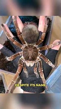 Goliath Birdeater | The Bird Eating Spider