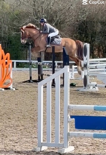 Show Jumping with Welsh Cobs: A Trendy Showcase