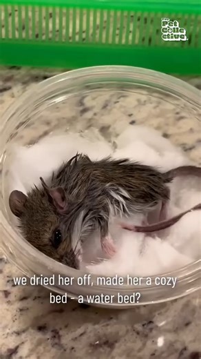 103K views · 1.1K reactions | Rescued Mouse is Miraculously Brought | The Pet Collective | Facebook