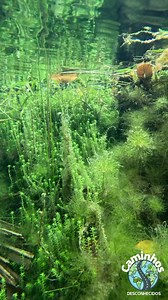 1.4K views · 57 reactions | Uma floresta submersa composta por...