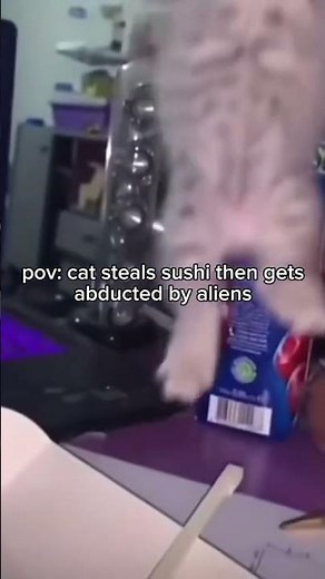 Cat steals sushi then gets abducted by aliens #catshorts #funny #funnycats #cats #shorts