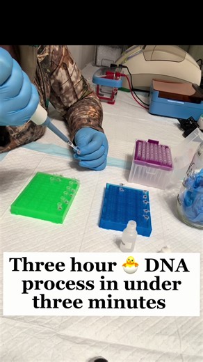 Chicken DNA testing! Got a new machine and needed to do a control test on it! Find out if it was a success or a failure! #silkies #chicken #genetics #pcr #babychicks
