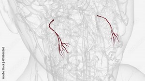 The buccal artery (buccinator artery) is a small artery in the head .