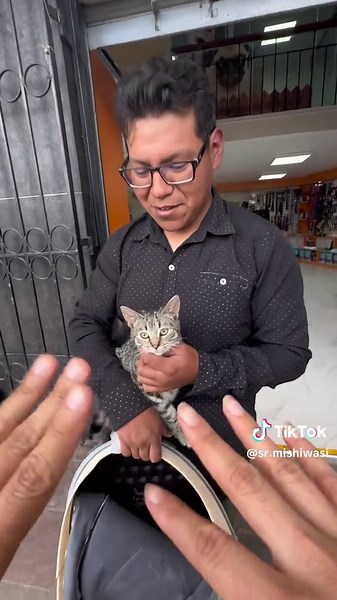 Rubilina: La Gatita Feliz que Superó la Leucemia