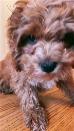 My Smoosh 💗🐶 #cavapoo