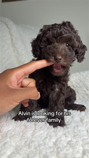 Adorable Goldendoodle and Cockapoo Puppies Available