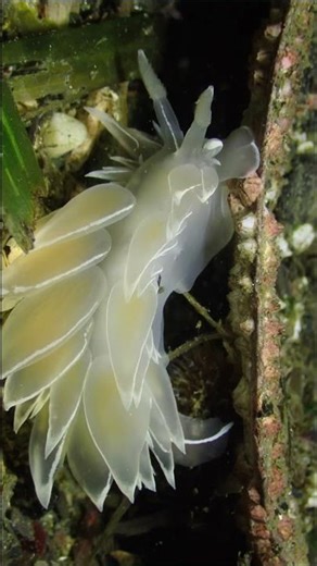 Alabaster Nudibranch Looking For Food Under A Clam Shell | Salish Sea Marine Wildlife | #Shorts