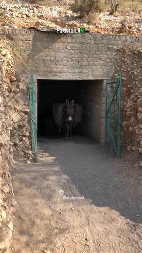 Donkeys carrying coal from mines see how’s donkeys are come out . . . #coal #coalkings #coalmining #coalminer #donkeys #india #pakistan #iran #iraq #afghanistan #punjab #peshawar #quetta #balochistan #lahore #karachi #sindh | Shair Dil