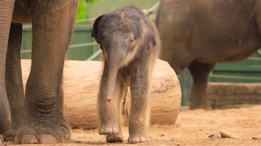 Fort Worth Zoo welcomes new elephant calf