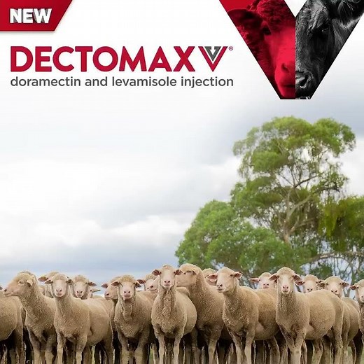 Dectomax V Dual Combination Injection For Cattle & Sheep
