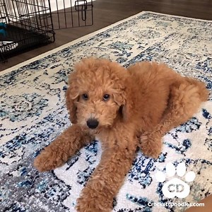 1K views · 125 reactions | CrockettDoodles.com, a partnership of outstanding family raised Doodle puppies | Sheepadoodles | Facebook