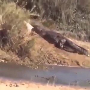 This thrilling video captures the intense battle between a lion and a crocodile as they fight for their next meal. In a stunning display of strength and agility, the lion takes on the croco | Soul