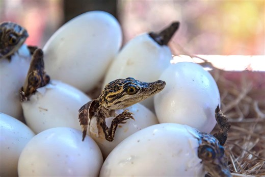 Watch an Alligator Mother Transport Her Hatchlings to Safety