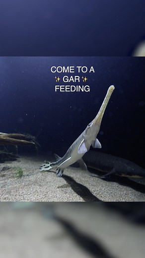 Meet our Gar Squad: Garbanzo, Garlic, Garnet, Gardenia, and… Geoff! 😆 Gars are “living fossils” that have been swimming the planet for over 150 million years, and have barely changed since the age of dinosaurs! The longnose and spotted gars in the Ancestral Fishes exhibit are target trained to swim to a floating hoop at feeding time, making sure each one gets the right amount of food and some extra enrichment. Each gar has their own distinct personality: Garbanzo always comes back for seconds (