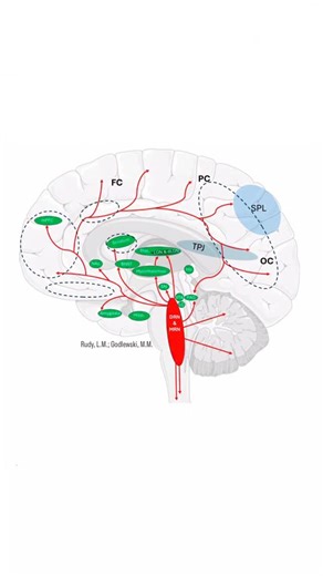 @biochemistry_nutrition_medlab on Instagram‎: "serotonergic projections(red arrows)originating from the dorsal(DRN)& median(MRN)raphe nuclei.The dashed lines indicate brain regions with the highest density of 5-HT2A receptors.These projections modulate distinct neural functions through the topographically organized innervation of cortical and subcortical targets.Sleep paralysis(SP),an REM parasomnia,can be characterized as one of the symptoms of narcolepsy.The SP phenomenon involves regaining me