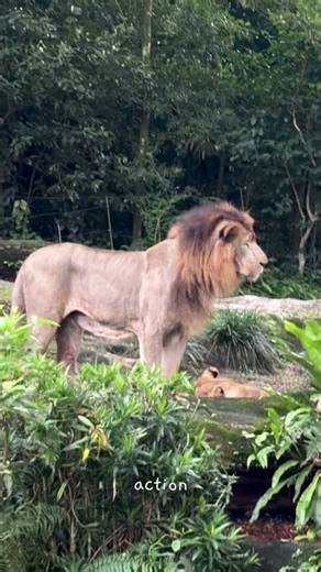 🦁 Why You NEED to Visit Singapore Zoo! 🇸🇬✨ | Night Safari