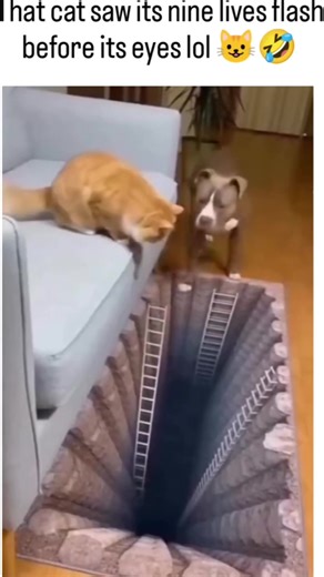 Hilarious Reactions of a Scared Cat
