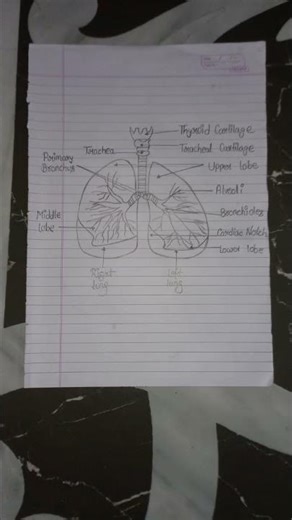 Describe The Lungs || About The Lungs #biology #notes #class12thbiologypaper2023mpboard #neet