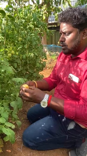 Calcium nitrate deficiency in tomatoes can cause several issues, including: Symptoms 1. Blossom End Rot (BER) : A common symptom of calcium deficiency, characterized by a brown or black spot on the blossom end of the fruit. 2.Fruit cracking : Tomatoes may develop cracks or splits, especially around the blossom end. 3. Weakened plant structure : Calcium deficiency can lead to weakened cell walls, making plants more susceptible to disease and pests. #udhayaagri #reels #trending #instagram #viral #