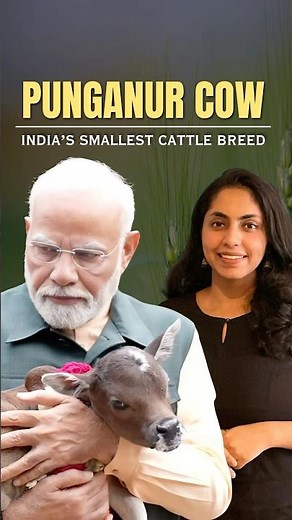 Punganur Cow: India's Smallest Cattle Breed #shorts #punganurcalf