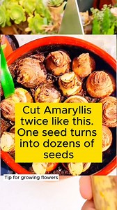 Good tips for more flowers #gardeninggoals #gardeningistherapy #gardeningtips #gardeninglife #gardening_love #gardeninguk #gardening101 #gardeningtools #gardeningislife #gardeningtherapy #gardeningknowhow #gardeningseason #gardeningismytherapy #gardeningmakesmehappy #gardeningaustraliamag #gardeningday #gardeningideas #gardeningphoto | Home Gardening