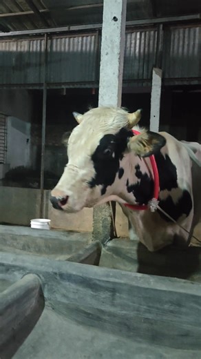 243 reactions · 8 comments | “Last Saturday’s new addition… a tiny-slim Fresian baby with zero teeth but 100% potential. MashaAllah 懶✨” “Still toothless, still young… but the future is powerful. Welcome to the farm, little Fresian! ” | Ajmain Mahtab | Facebook