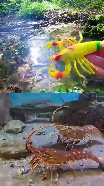 Learn at the Woodland Stream | Sea Animal Names for Kids: Jellyfish Lobster Crab Penguin Seagull