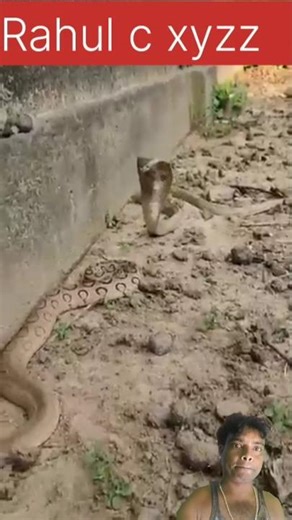"cobra v/s russell' viper: A fierce snake fight ! #snakeresque #wildlife #animals #kingcobra