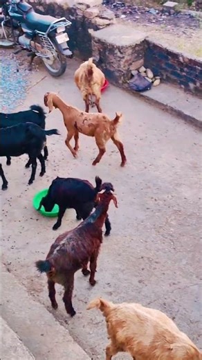 Welcome to our Goat Selling Business