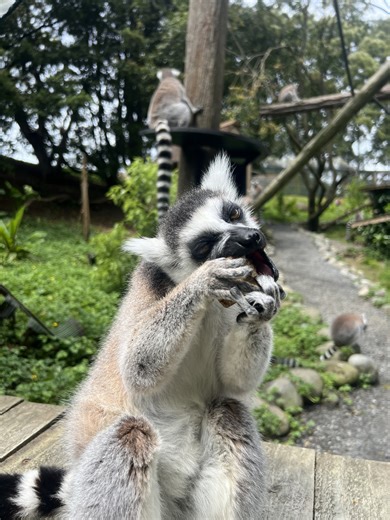 8.6K views · 160 reactions | It’s International Lemur Day! Join...