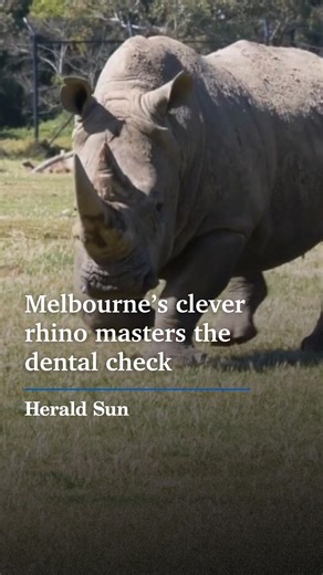 Meet Kifaru, Werribee Open Range Zoo’s 14-year-old rhino genius who voluntarily opens his mouth for a checkup. #melbourne #victoria #rhino #rhinoceros #whiterhino | Herald Sun