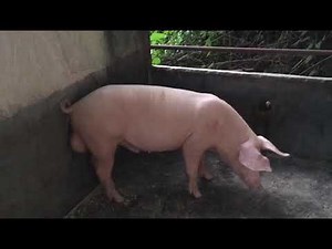 Best Quality Boars for Pig Breeding