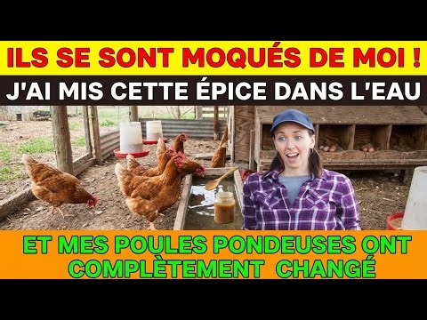 Ils se sont moqués de moi ! J'ai mis cette épice dans l'eau et mes poules pondeuses sont devenues