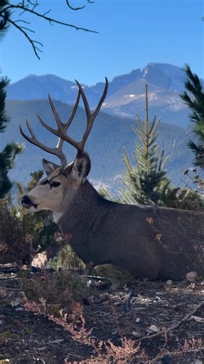 A gorgeous buck with Longs Peak in the background. 😍 #fypシ゚viralシ #reelsfypシ #fypシ #mountainview #Colorado #mountains #deer #deerseason #beautiful #muledeerbuck #muledeercountry | Robin Khan