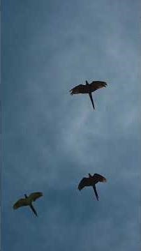 Simba takes off 🥳 #shorts #animals #bird #parrot #macaw #birds #zoo #nature #freeflight #parrot