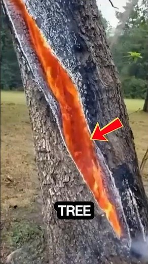 Burning Tree Mystery: Lightning Strike or Secret Portal?